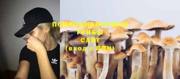 прущие грибы Бородино