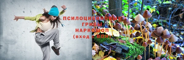 прущие грибы Бородино